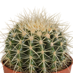Echinocactus grusonii (Cactaceae) – Ø12 cm, 23 cm hoog