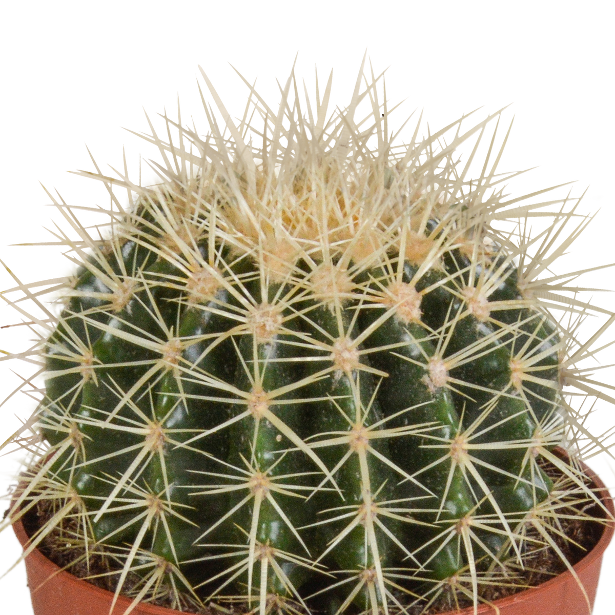 Echinocactus grusonii (Cactaceae) – Ø12 cm, 23 cm hoog