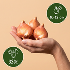 Tulpe 'Pink-Red' – 320 Blumenzwiebeln (Zwiebelgröße 10/12)