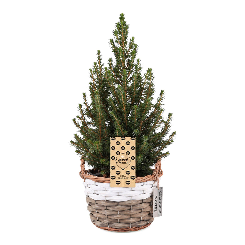 Picea glauca Conica (petit sapin de Noël) avec panier – Ø17 cm, 65 cm de haut