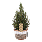 Picea glauca Conica (petit sapin de Noël) avec panier – Ø17 cm, 65 cm de haut