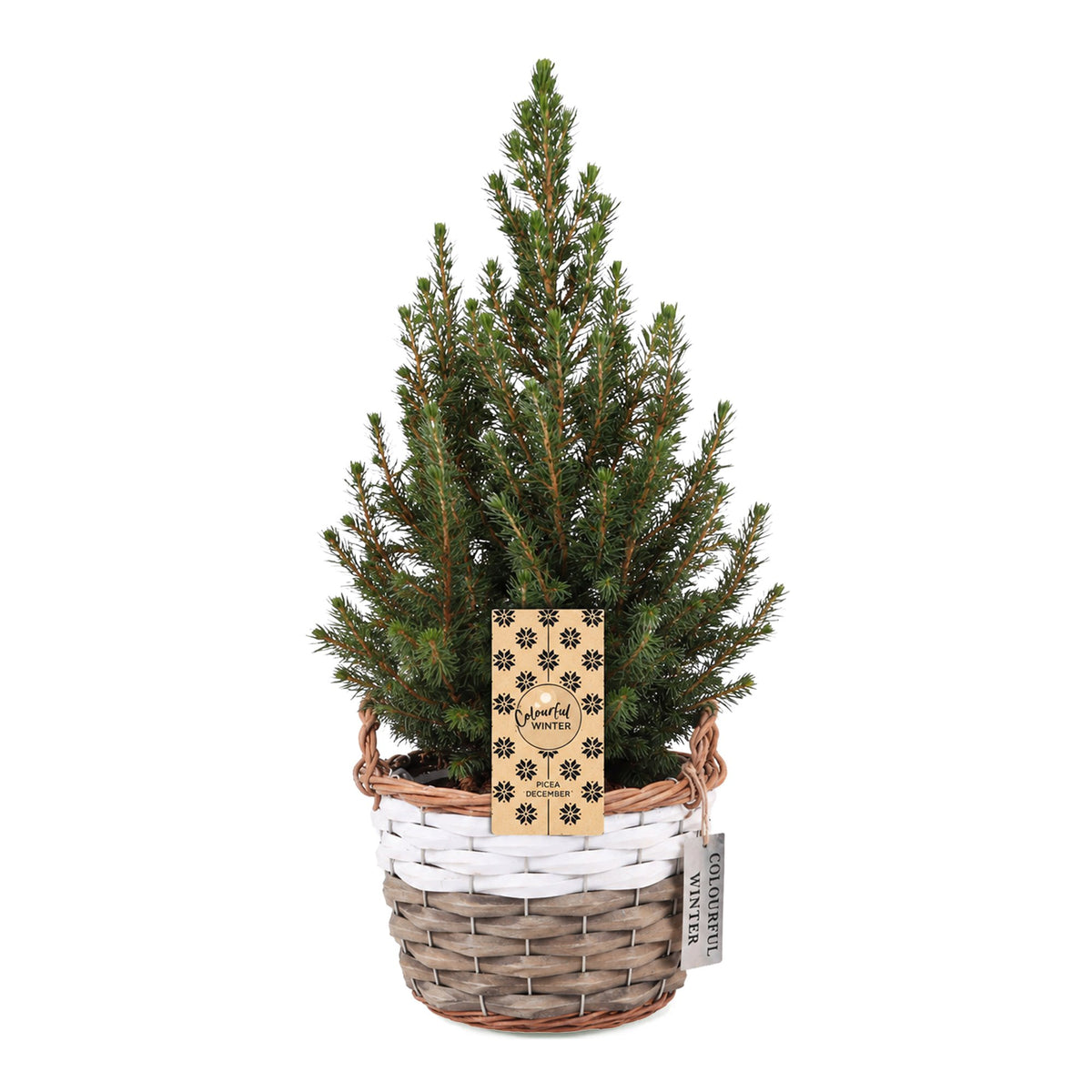 Picea glauca Conica (petit sapin de Noël) avec panier – Ø17 cm, 65 cm de haut