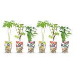 Himbeere (Rubus idaeus) – 6 Pflanzen, Ø9 cm, 35 cm hoch