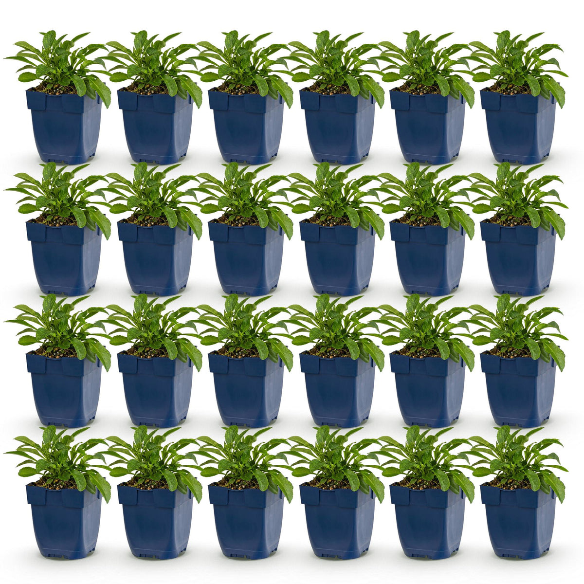 Campanula persicaria 'Duo' (perzikbladklokje) – blauw-wit – 24 planten, Ø11 cm, 15–25 cm hoog