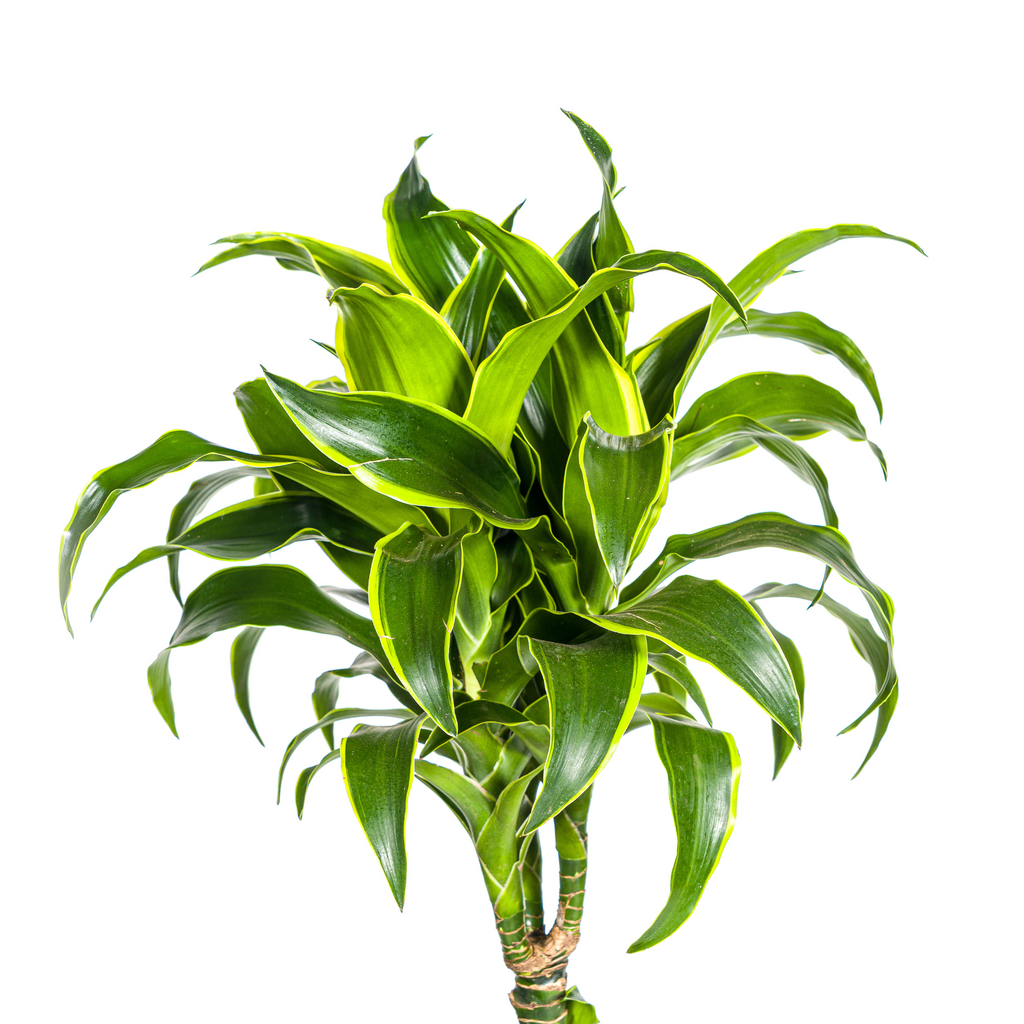 Dracaena Deremensis Dorado (Drachenbaum) mit Korb – Ø24 cm, 120–140 cm hoch