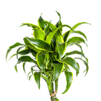 Dracaena Deremensis Dorado (Drachenbaum) mit Korb – Ø24 cm, 120–140 cm hoch