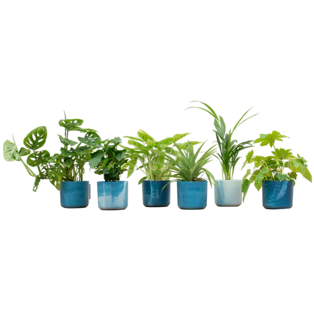 6× overraskelsesæske med stueplanter i Ocean Round-pyntepotte i atlantisk blå – Ø14 cm, 30 cm høj