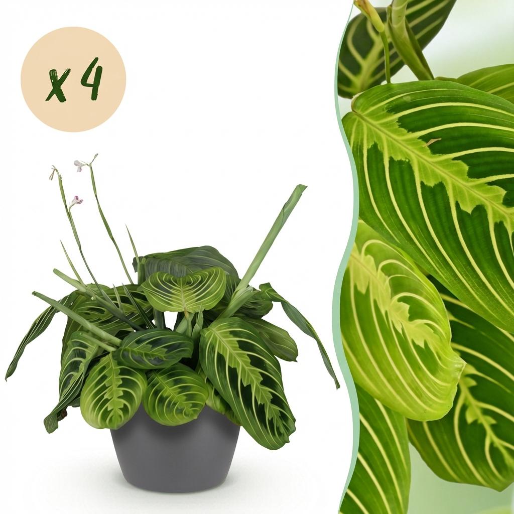 4× Maranta Fascinator Lemon Lime (bønneplante) i Potter-pyntepotte grå – Ø12 cm, 25 cm høj