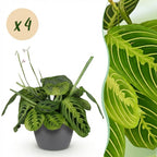 4× Maranta Fascinator Lemon Lime (bønneplante) i Potter-pyntepotte grå – Ø12 cm, 25 cm høj