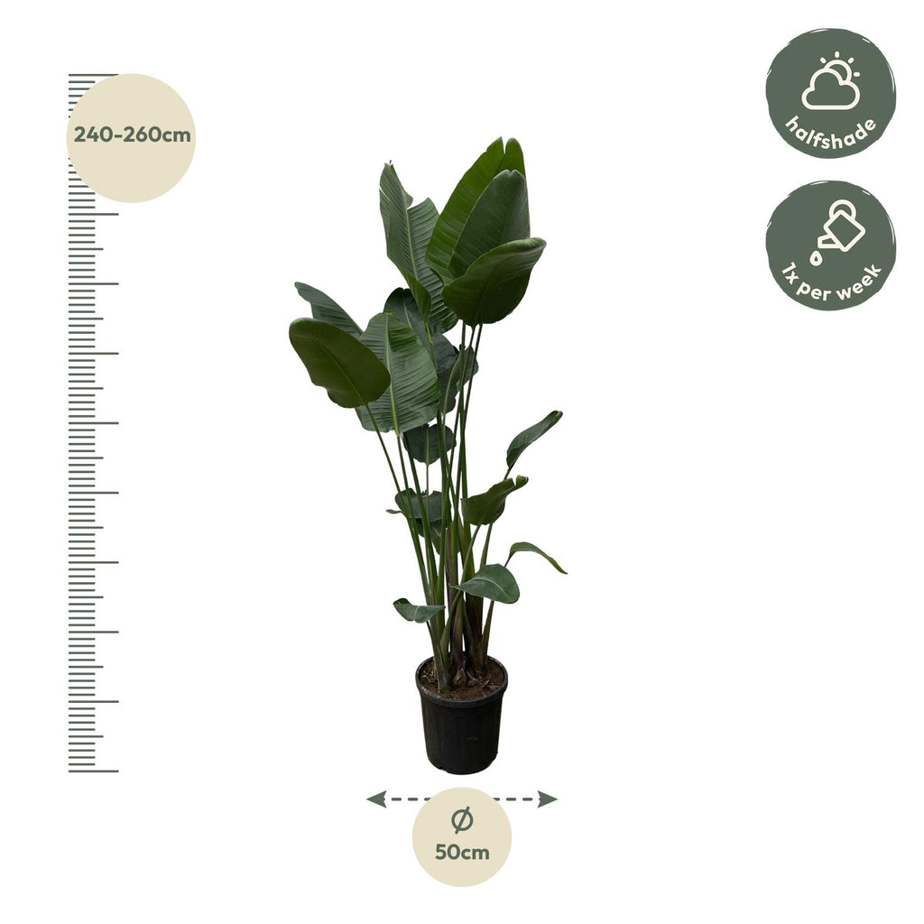 Strelitzia nicolai XXL (witte paradijsvogelbloem) – Ø34 cm, 250 cm hoog – foto 2