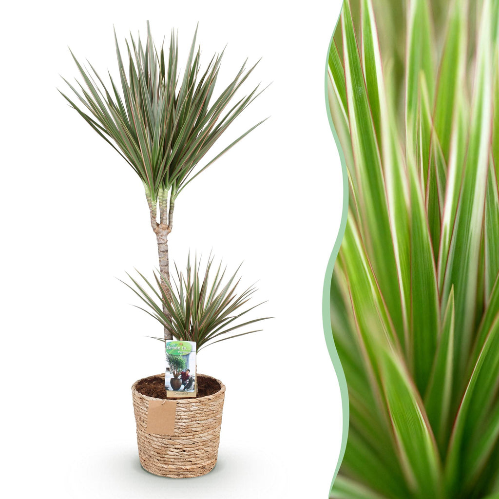 Dracaena marginata Bicolor (arbre dragonnier) avec panier – Ø21 cm, 90–100 cm de haut