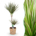 Dracaena marginata Bicolor (arbre dragonnier) avec panier – Ø21 cm, 90–100 cm de haut