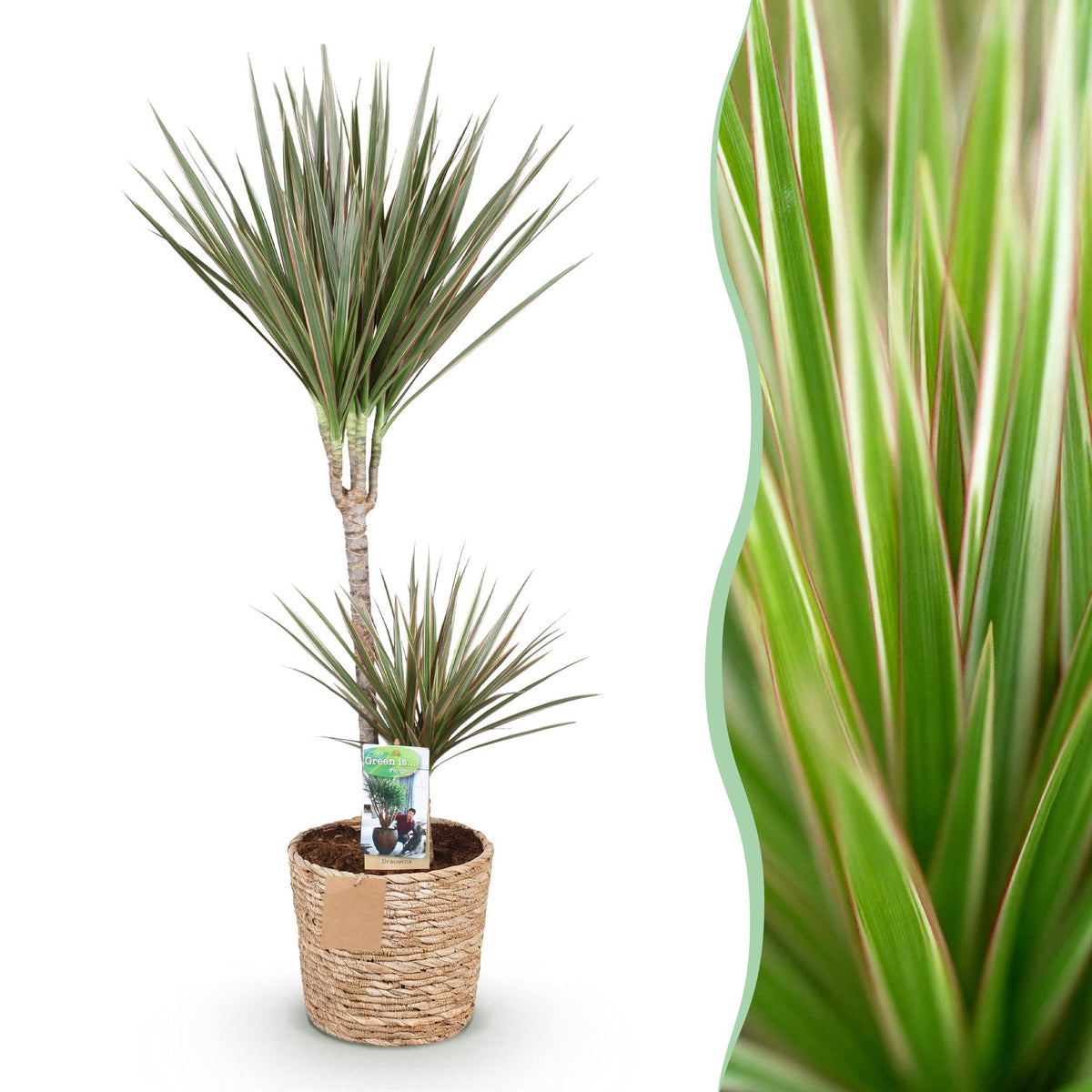 Dracaena marginata Bicolor (drakenboom) met mand – Ø21 cm, 90–100 cm hoog