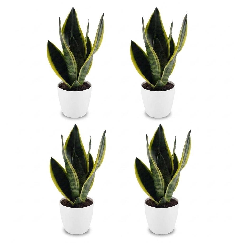 4× Sansevieria Future Superb (Bogenhanf) im weißen Übertopf von Potter – Ø 12 cm, 35 cm hoch