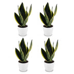 4× Sansevieria Future Superb (Bogenhanf) im weißen Übertopf von Potter – Ø 12 cm, 35 cm hoch
