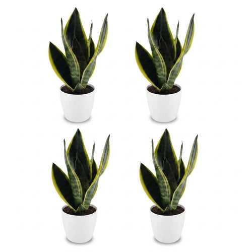 4× Sansevieria Future Superb (vrouwentong) in Potter-sierpot wit – Ø12 cm, 35 cm hoog