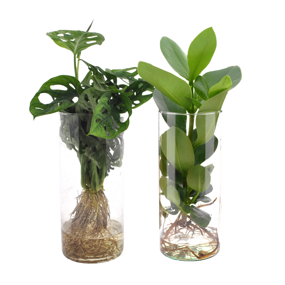2× Cylinderglas Duo Monstera/Clusia (klatreplante) – Ø12 cm, 25–40 cm høj