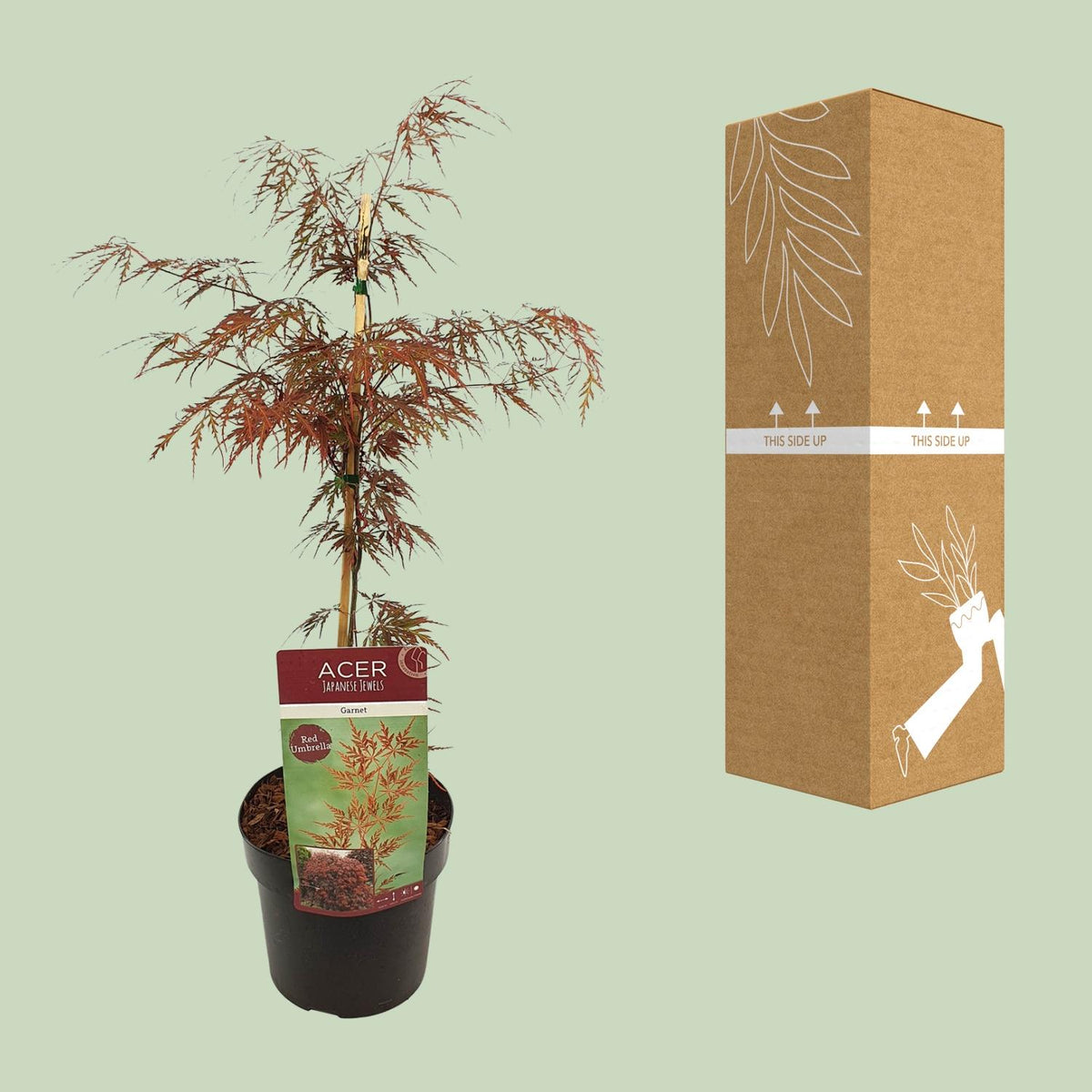 Acer palm. 'Garnet' (Japanese maple) – Ø19 cm, 40 cm high – photo 8
