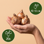 Narzisse 'Replete' – 20 Blumenzwiebeln (Zwiebelgröße 10/12)