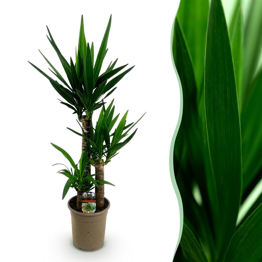 Yucca elephantipes – Ø 21 cm, 100 cm hoch – Art. 54713