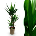 Yucca elephantipes – Ø 21 cm, 100 cm hoch – Art. 54713