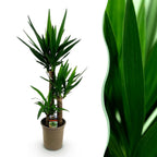 Yucca elephantipes – Ø 21 cm, 100 cm hoch – Art. 54713