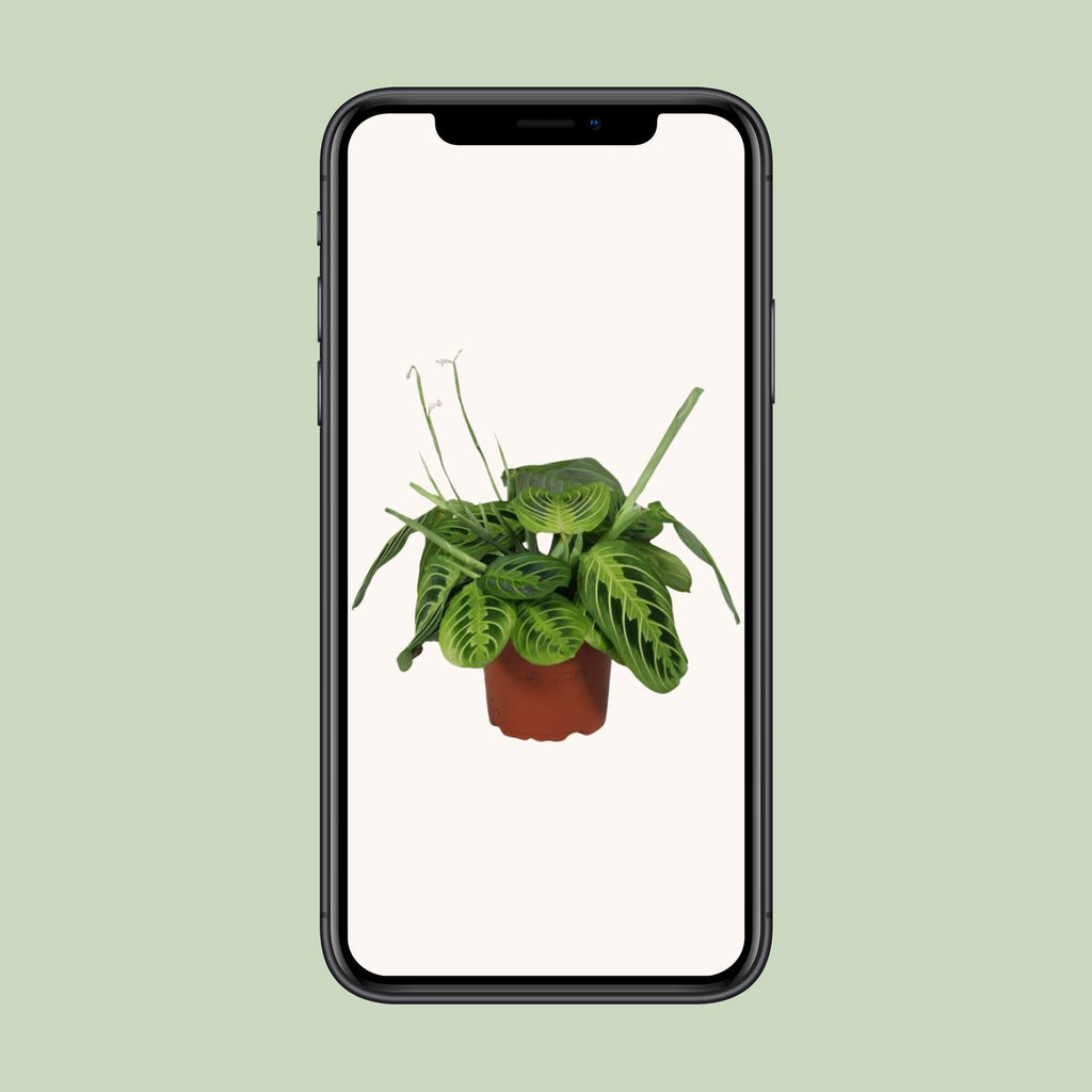 Maranta leuconeura Fascinator Lemon Lime (gebedsplant) – Ø12 cm, 30 cm hoog – foto 4