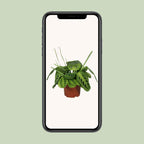 Maranta leuconeura Fascinator Lemon Lime (gebedsplant) – Ø12 cm, 30 cm hoog