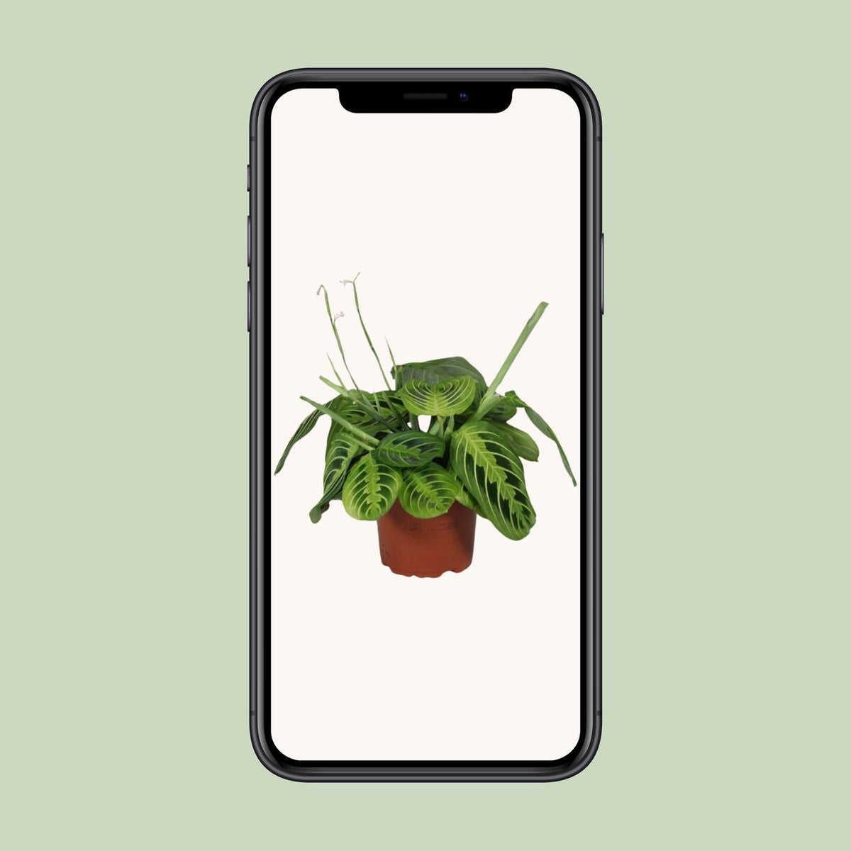 Maranta leuconeura Fascinator Lemon Lime (gebedsplant) – Ø12 cm, 30 cm hoog – foto 4
