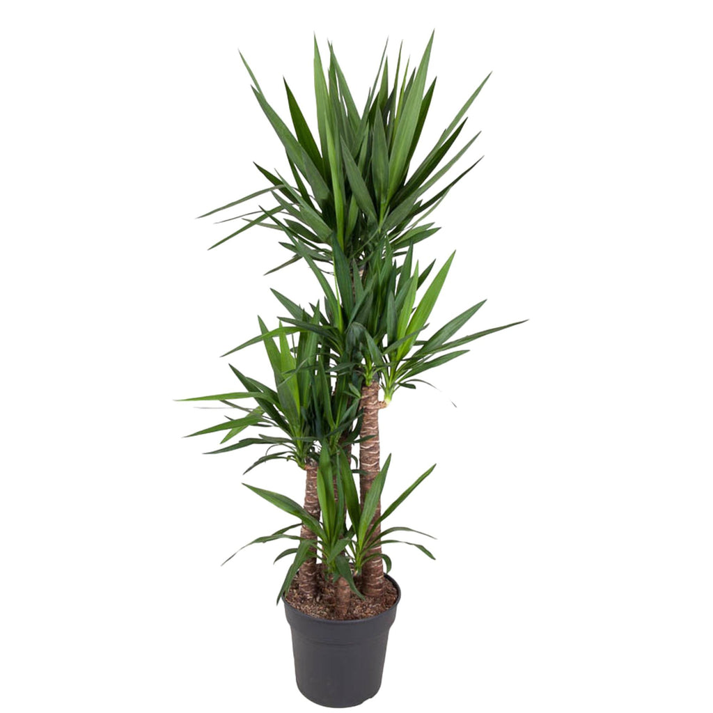 Yucca Elephantipe – Ø34 cm, 180 cm hoog