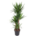Yucca Elephantipe – Ø34 cm, 180 cm hoog