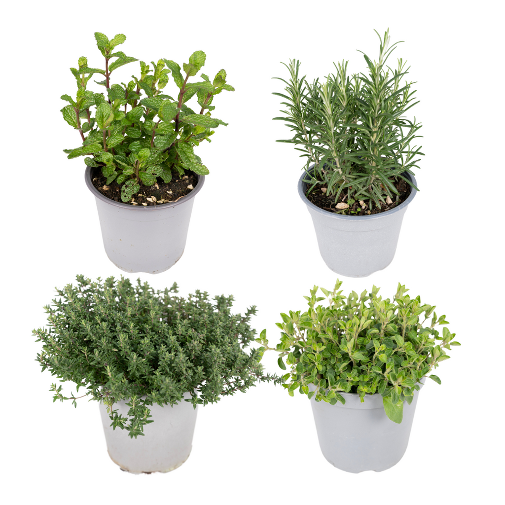 4× Pflanzenmix – Ø14 cm, 18 cm hoch