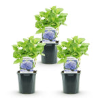 Hydrangea macrophylla (hydrangea) – blue – 3 plants, Ø17 cm, 30 cm high