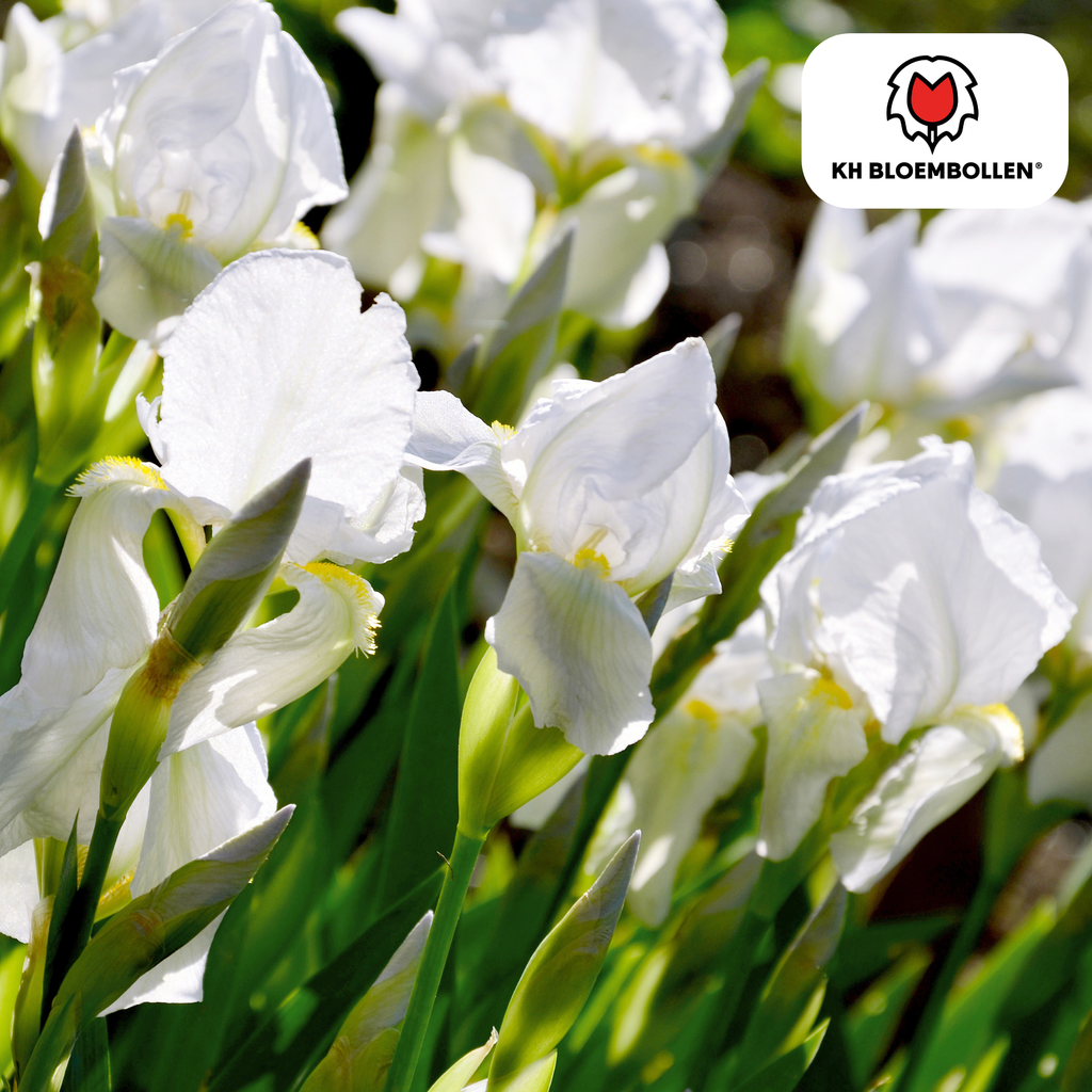Iris 'Alaska' – 25 bulbes