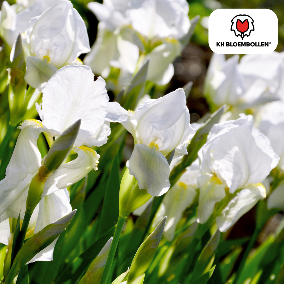 Iris 'Alaska' – 25 bulbes