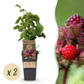 Rubus phoenicolasius (Japanese wineberry) – 2 plants, Ø15 cm, 50 cm high