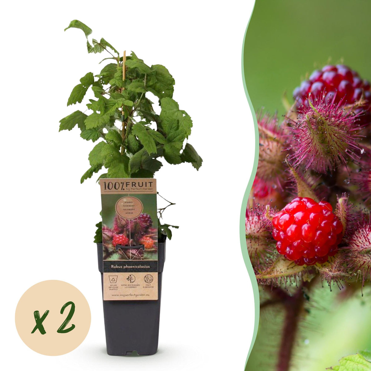 Rubus phoenicolasius (ronce du Japon) – 2 plants, Ø15 cm, 50 cm de haut