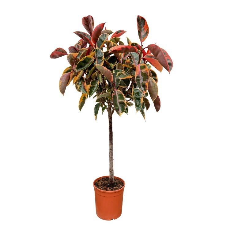 Ficus elastica Belize på stamme (gummitræ) – Ø24 cm, 130 cm høj