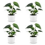4× Monstera deliciosa (Fensterblatt) im weißen Tontopf – Ø 12 cm, 30 cm hoch