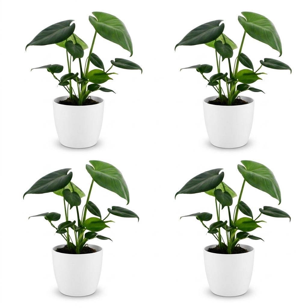 4× Monstera deliciosa (Fensterblatt) im weißen Tontopf – Ø 12 cm, 30 cm hoch