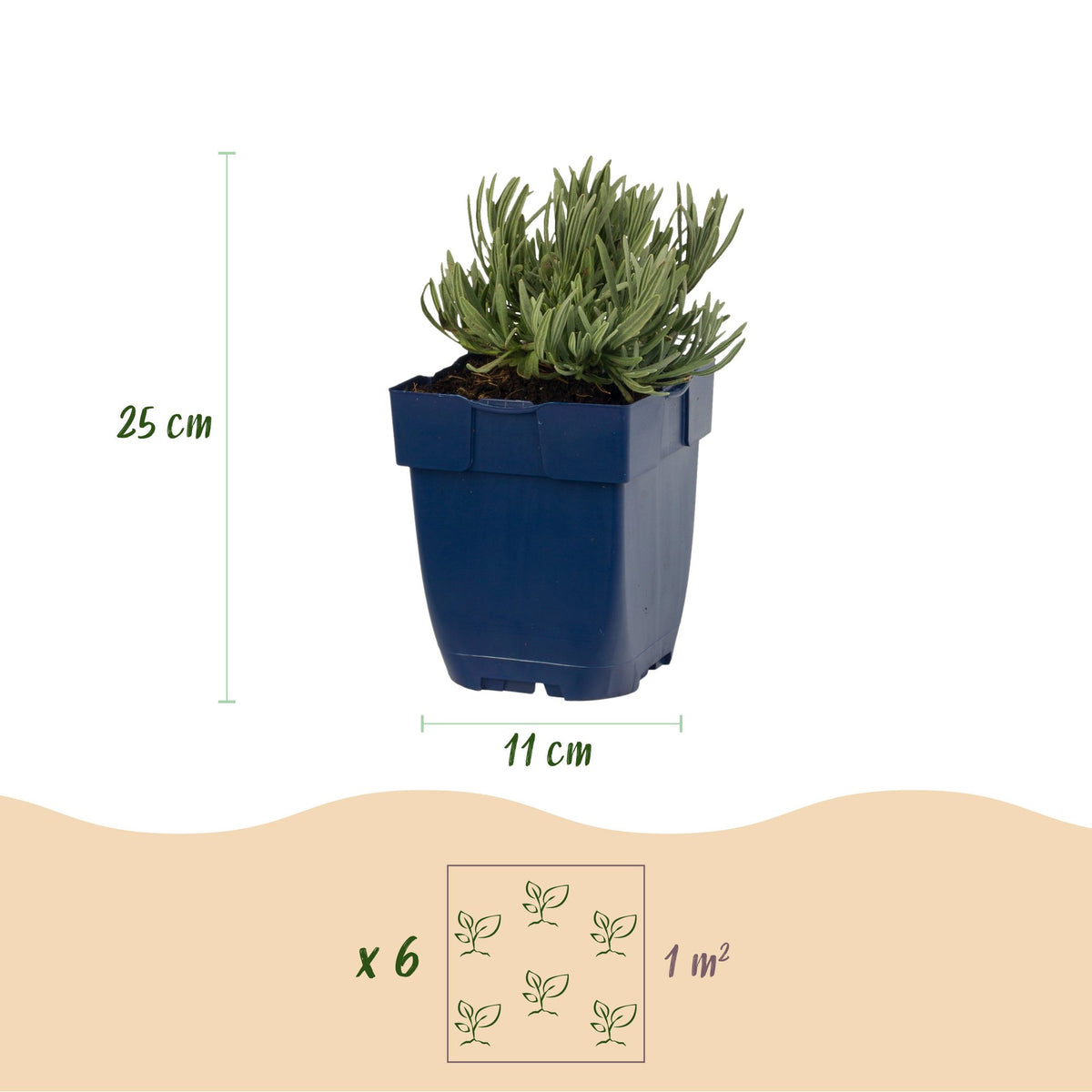 Lavandula angustifolia 'Dwarf Blue' (lavendel) – paars – 6 planten, Ø11 cm, 15–25 cm hoog