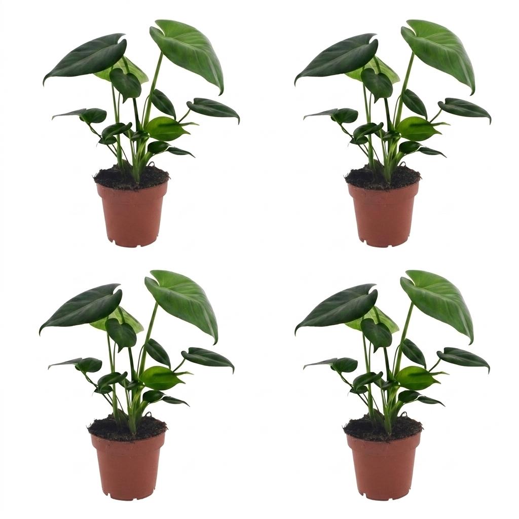 4× Monstera deliciosa (Fensterblatt) – Ø12 cm, 30 cm hoch