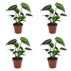 4× Monstera deliciosa (Fensterblatt) – Ø12 cm, 30 cm hoch