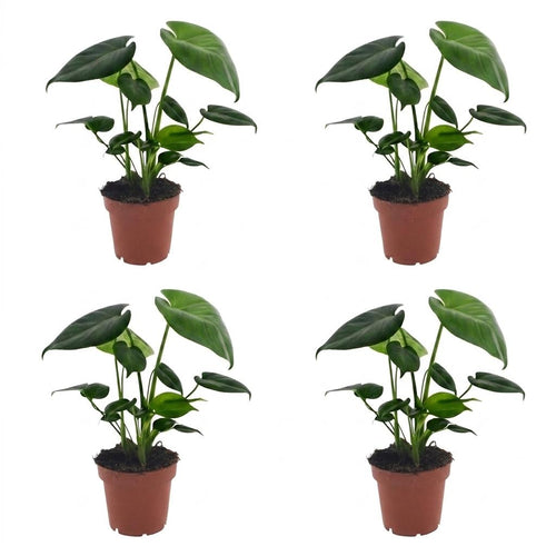 4× Monstera deliciosa (Fensterblatt) – Ø12 cm, 30 cm hoch