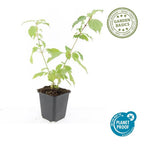 Cornus sanguineum 'Anny’s Winter Orange' (cornouiller sanguin) – 12 plants, Ø9 cm, 10–25 cm de haut