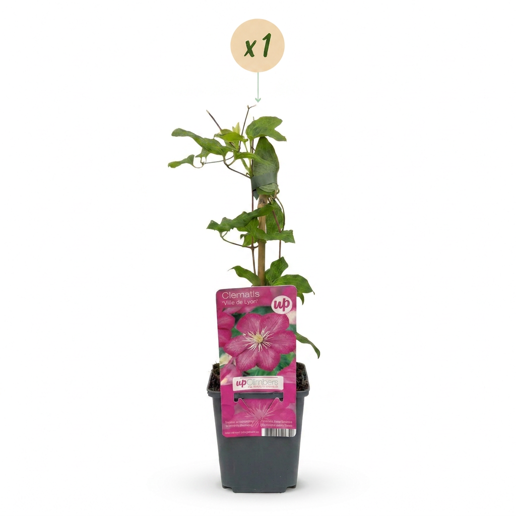 Clematis 'Ville De Lyon' (bosrank) – rood – Ø9 cm, 35 cm hoog