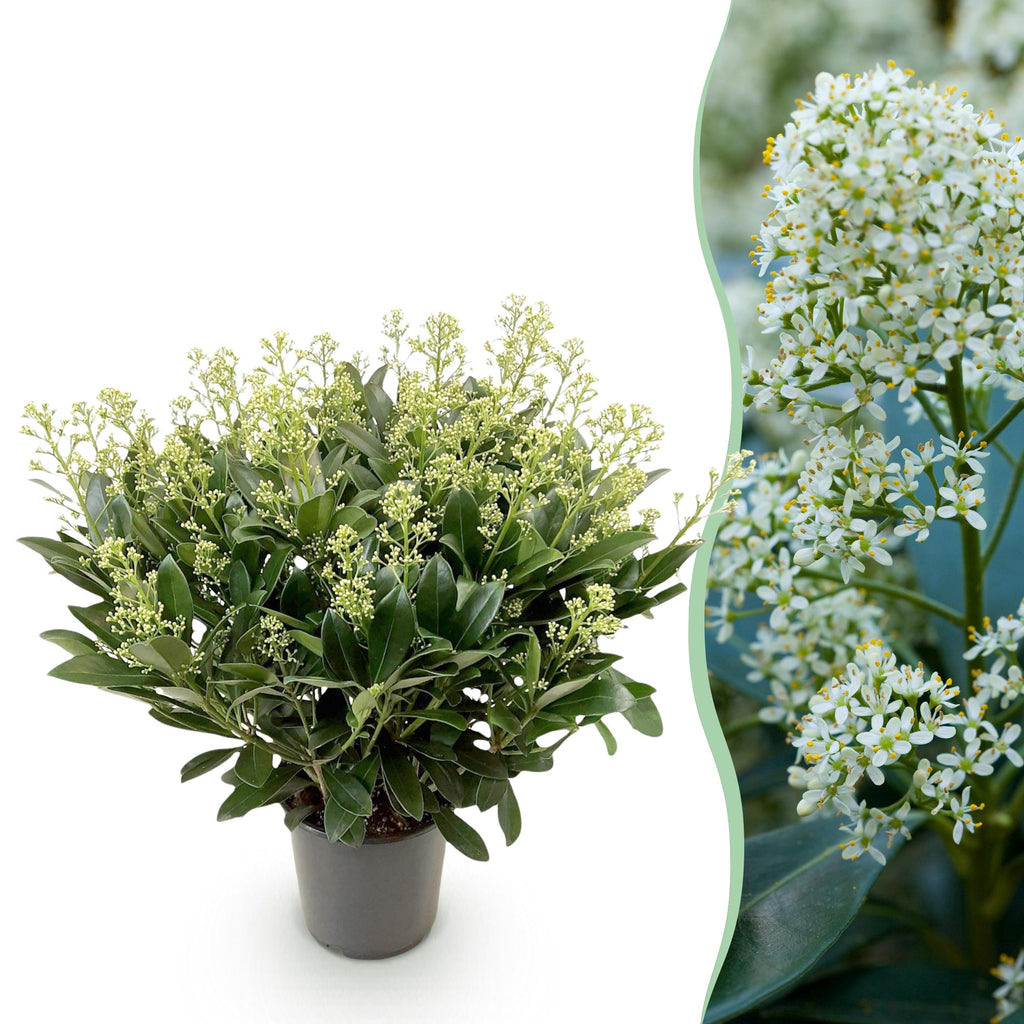 Skimmia japonica 'Finchy' – weiß – Ø 19 cm, 60 cm hoch