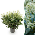 Skimmia japonica 'Finchy' – weiß – Ø 19 cm, 60 cm hoch