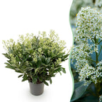 Skimmia japonica 'Finchy' – weiß – Ø 19 cm, 60 cm hoch