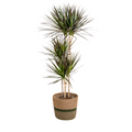 Dracaena marginata Magenta (Drachenbaum) mit Korb – Ø 24 cm, 130–150 cm hoch